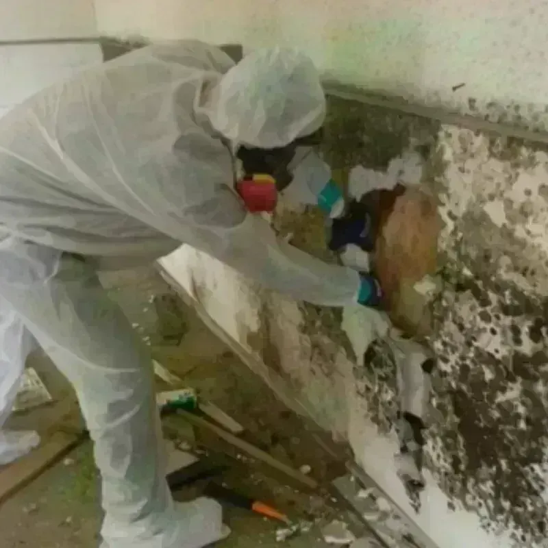 Mold Remediation and Removal in Falling Water, TN